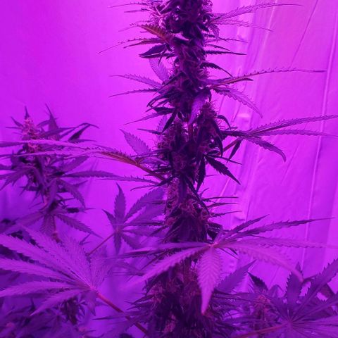 Ak47 Auto growlog timeline photo