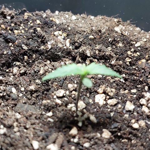 Cookies & Cream growlog timeline photo