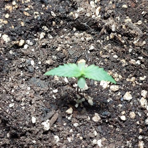Cookies & Cream growlog timeline photo