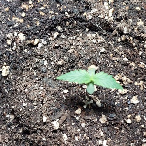 Cookies & Cream growlog timeline photo