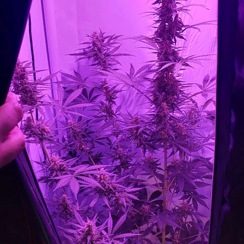 Ak47 Auto growlog timeline photo