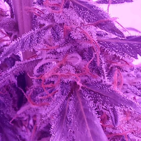 Ak47 Auto growlog timeline photo