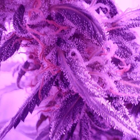 Ak47 Auto growlog timeline photo