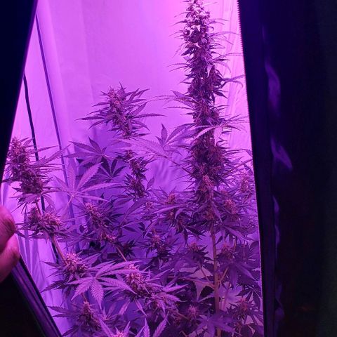 Ak47 Auto growlog timeline photo