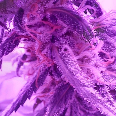 Ak47 Auto growlog timeline photo
