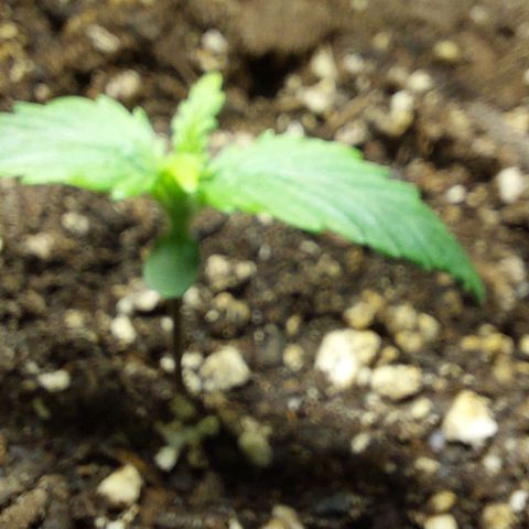 Cookies & Cream growlog timeline photo