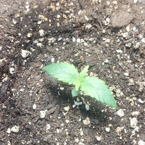 Cookies & Cream growlog timeline photo