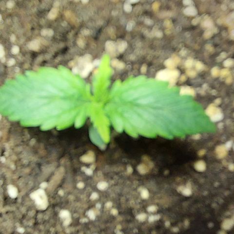 Cookies & Cream growlog timeline photo