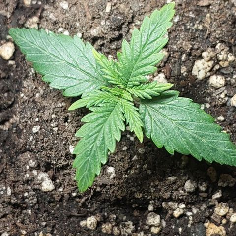 Cookies & Cream growlog timeline photo