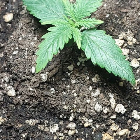 Cookies & Cream growlog timeline photo