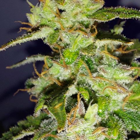 Ak47 Auto growlog timeline photo