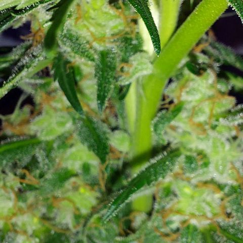 Ak47 Auto growlog timeline photo