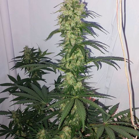 Ak47 Auto growlog timeline photo