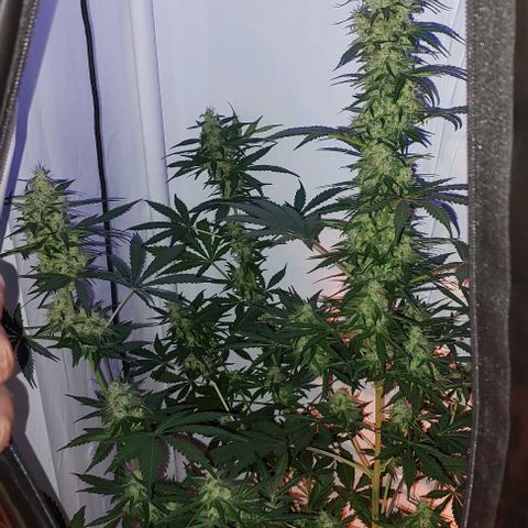 Ak47 Auto growlog timeline photo