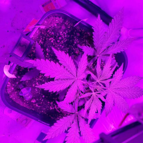 Cookies & Cream growlog timeline photo