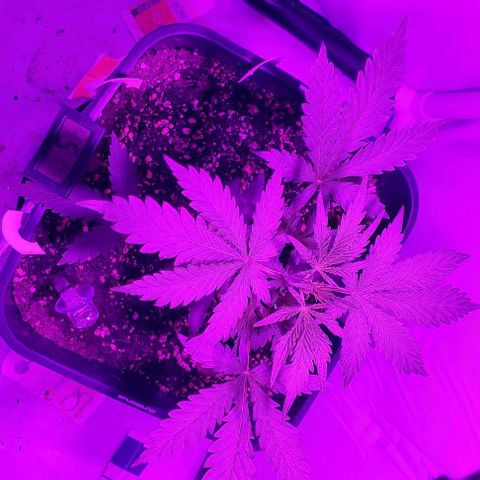 Cookies & Cream growlog timeline photo