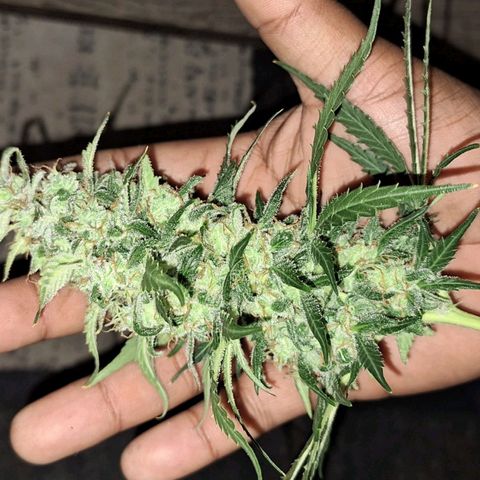 Ak47 Auto growlog timeline photo