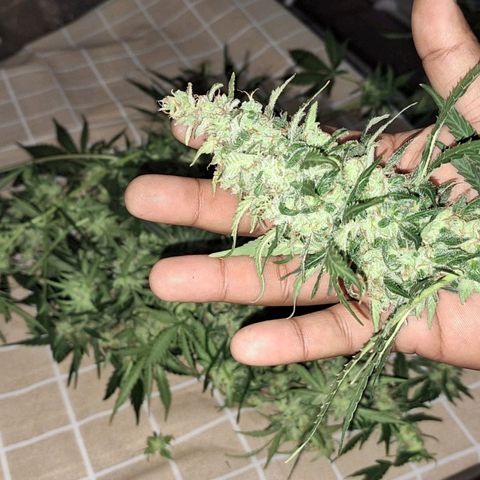 Ak47 Auto growlog timeline photo