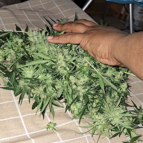Ak47 Auto growlog timeline photo