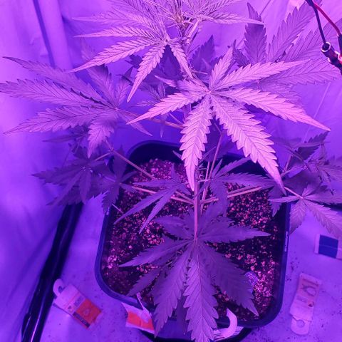 Cookies & Cream growlog timeline photo