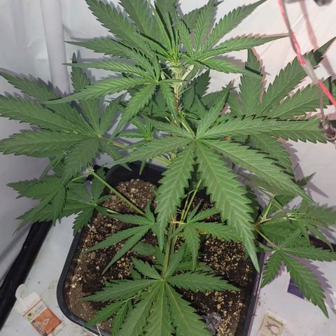 Cookies & Cream growlog timeline photo