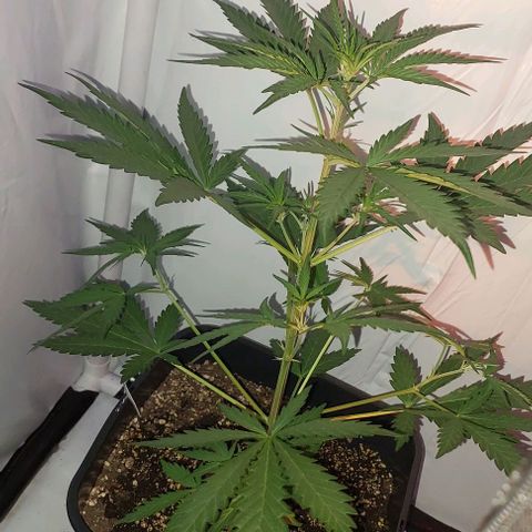 Cookies & Cream growlog timeline photo