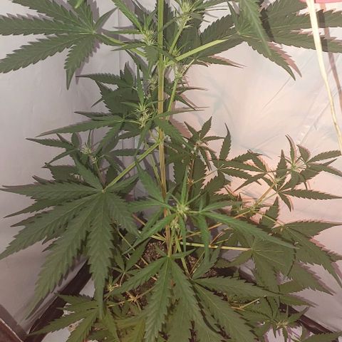 Cookies & Cream growlog timeline photo