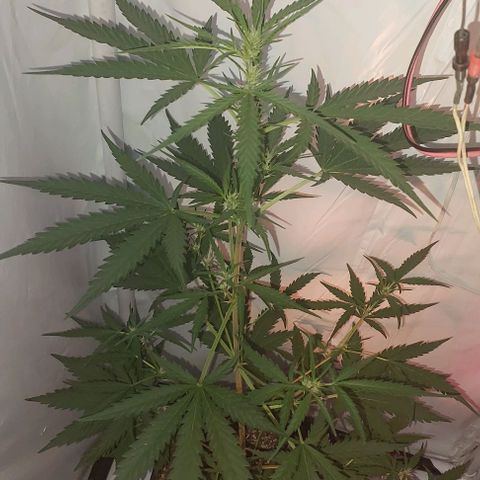 Cookies & Cream growlog timeline photo