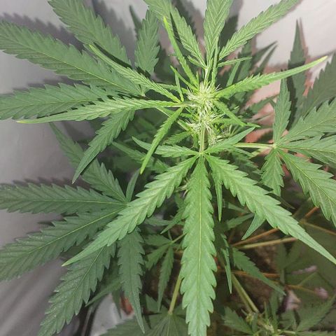 Cookies & Cream growlog timeline photo