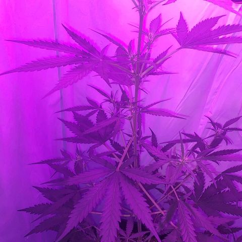 Cookies & Cream growlog timeline photo