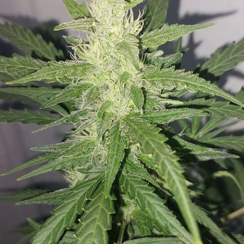 Cookies & Cream growlog timeline photo