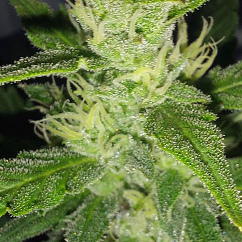 Cookies & Cream growlog timeline photo
