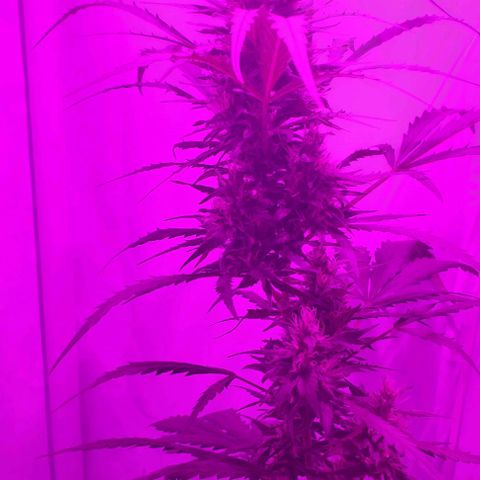 Cookies & Cream growlog timeline photo