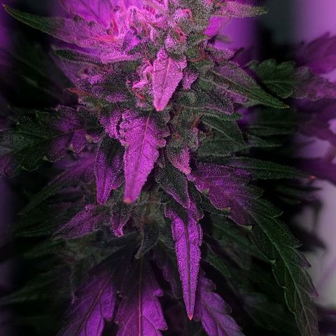 Cookies & Cream growlog timeline photo