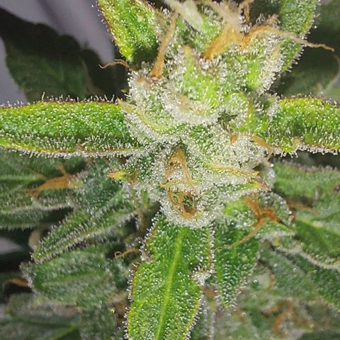 Cookies & Cream growlog timeline photo