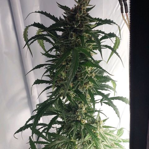 Cookies & Cream growlog timeline photo
