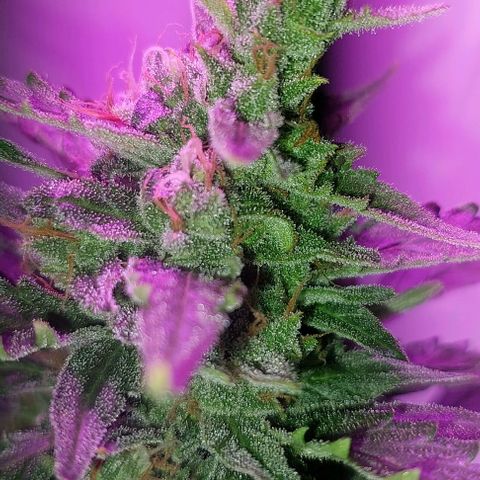 Cookies & Cream growlog timeline photo