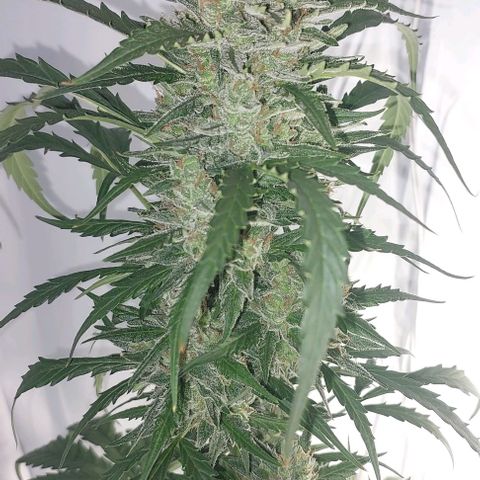 Cookies & Cream growlog timeline photo