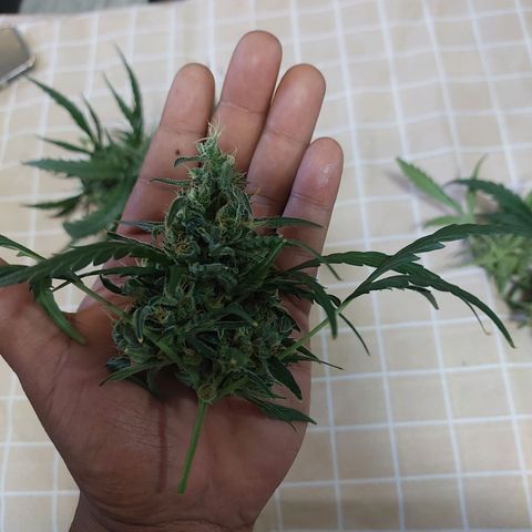 Cookies & Cream growlog timeline photo