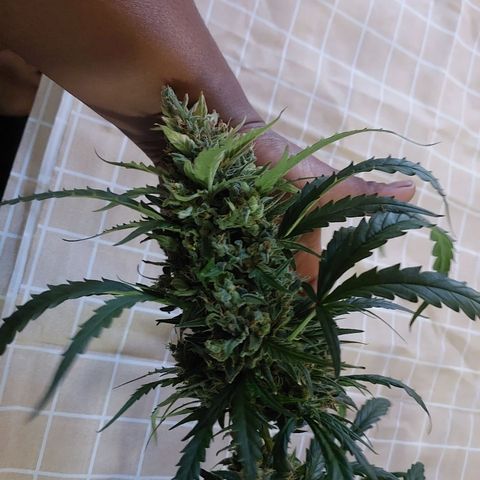 Cookies & Cream growlog timeline photo