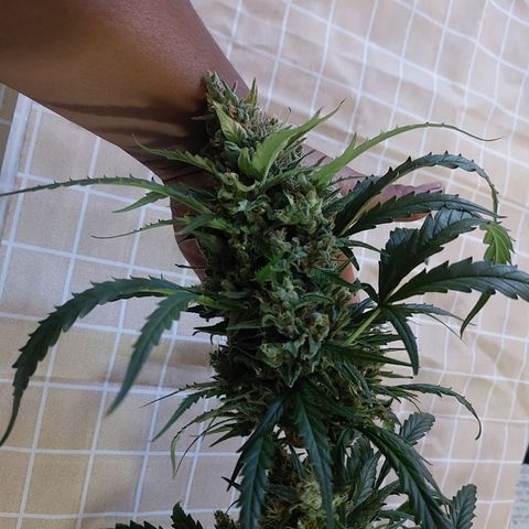 Cookies & Cream growlog timeline photo