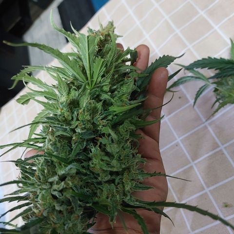 Cookies & Cream growlog timeline photo