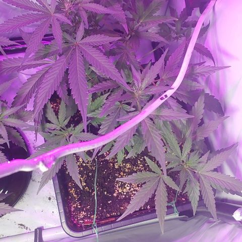 Ak47 Auto growlog timeline photo
