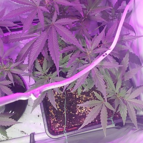 Ak47 Auto growlog timeline photo