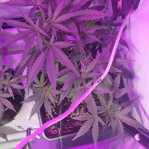 Ak47 Auto growlog timeline photo
