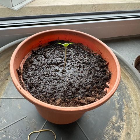 Auto White Widow growlog timeline photo