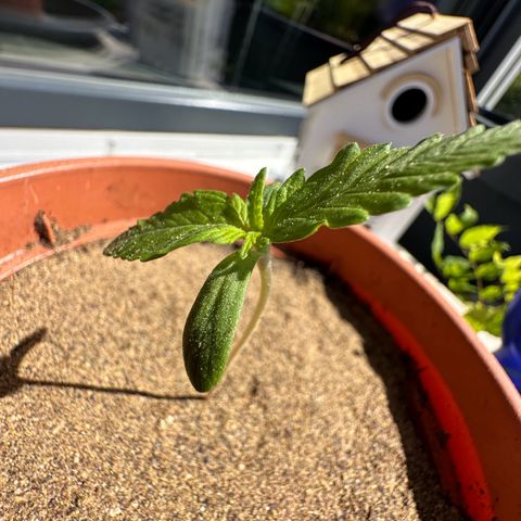 Auto White Widow growlog timeline photo
