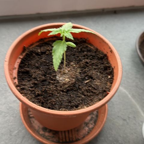 Auto White Widow growlog timeline photo