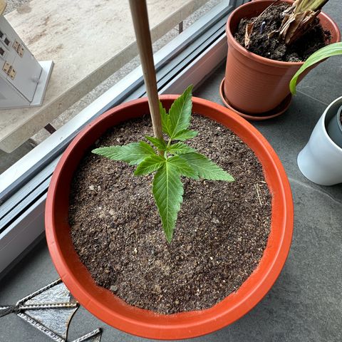 Auto White Widow growlog timeline photo