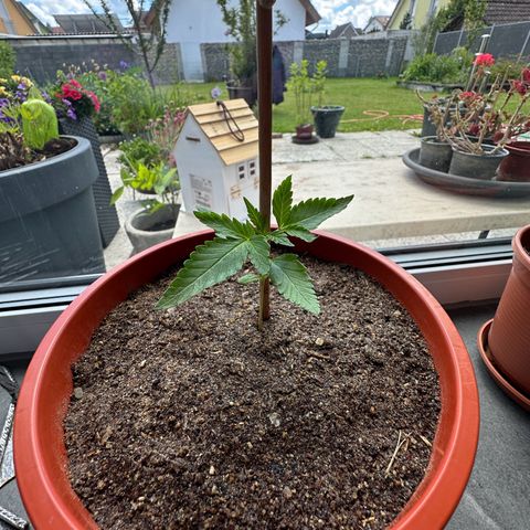 Auto White Widow growlog timeline photo